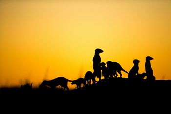 Camp Kalahari Camp Kalahari: Begegnung mit Erdmännchen