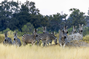North Island Okavango Camp North Island Okavango Camp: Zebraherde