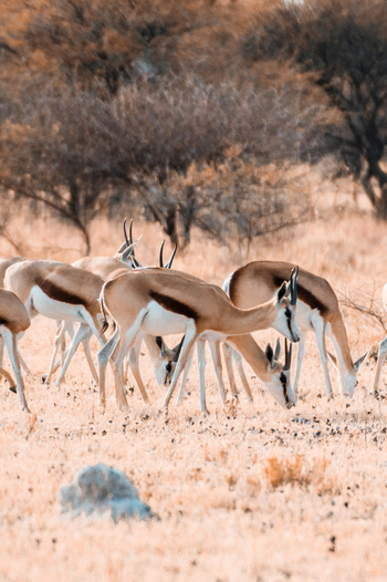 Nxai Pan Camp: Springbockgruppe