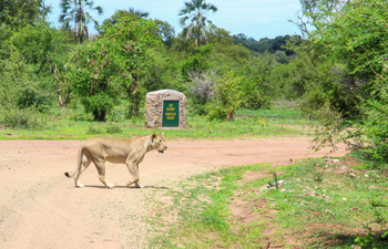 Old Drift Lodge: Löwin auf einer Parkpiste