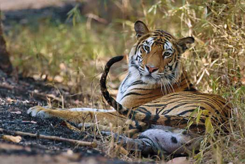 Pench Tree Lodge Pench Tree Lodge: Ruhender Tiger