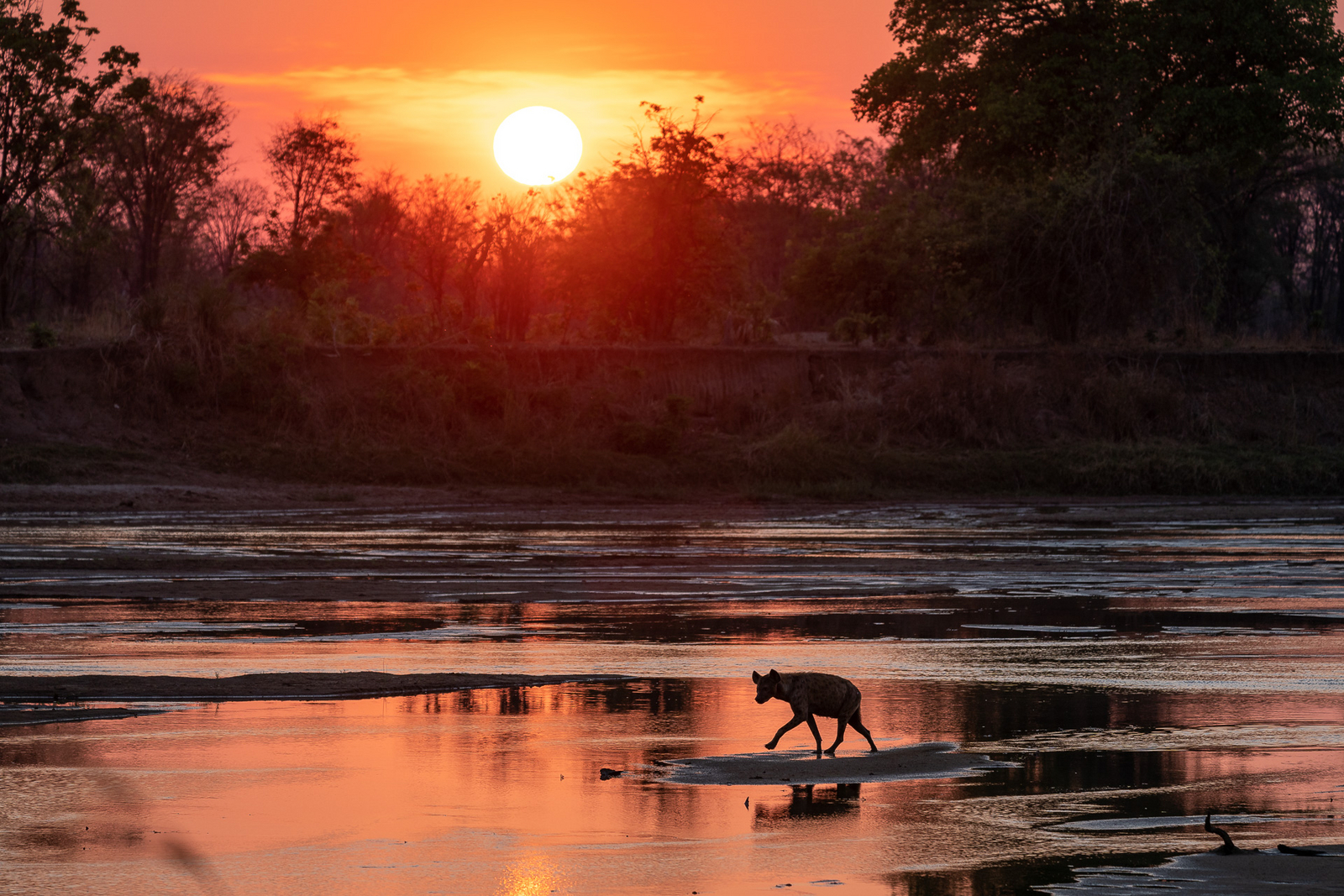 Robin Pope Safaris Robin Pope Safaris: Hyäne im Fluss