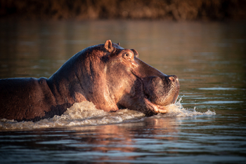 Roots and Journeys: Hippo