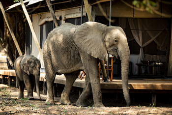 Ruckomechi Camp: Elefanten Jungtier vor Zelt