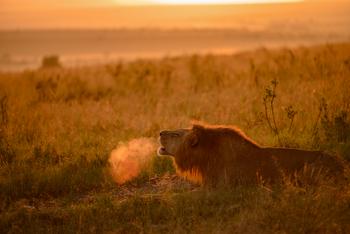 Sala's Camp: Löwe am kühlen Morgen
