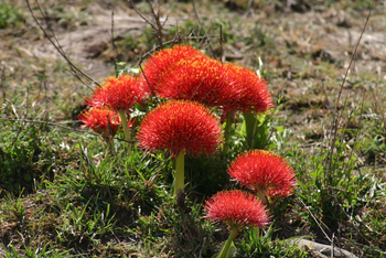 Saruni Mara Camp: Fire Lily