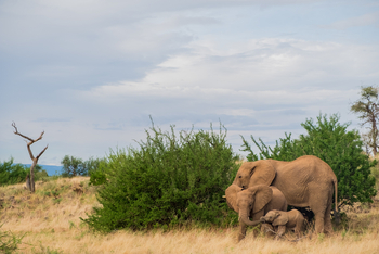 Saruni Samburu: Elefantenfamilie