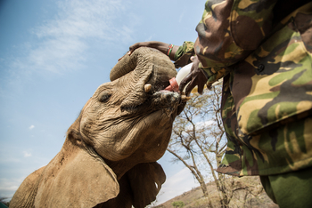 Saruni Samburu: Reteti Elephan Sanctuary