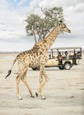 Savute Safari Lodge: Game Drive - Giraffe