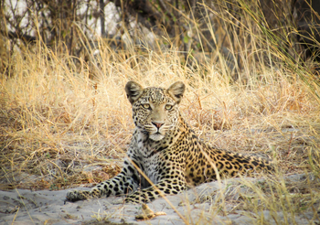 Savute Safari Lodge: Liegender Leopard