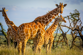 Sirikoi Lodge Sirikoi Lodge: Netzgireaffen