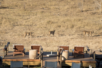 Somalisa Expeditions Camp: Löwen vor Terasse