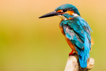 Sunderban Tiger Camp: Common Kingfisher