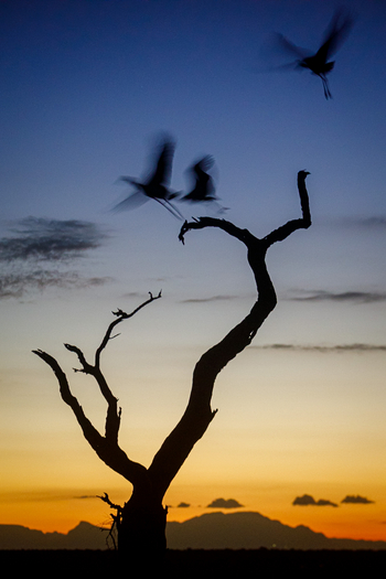 Tanda Tula Safari Camp: Vogelschatten