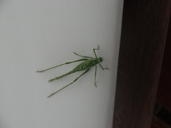 Tau Pan Camp Tau Pan Camp: Grashüpfer