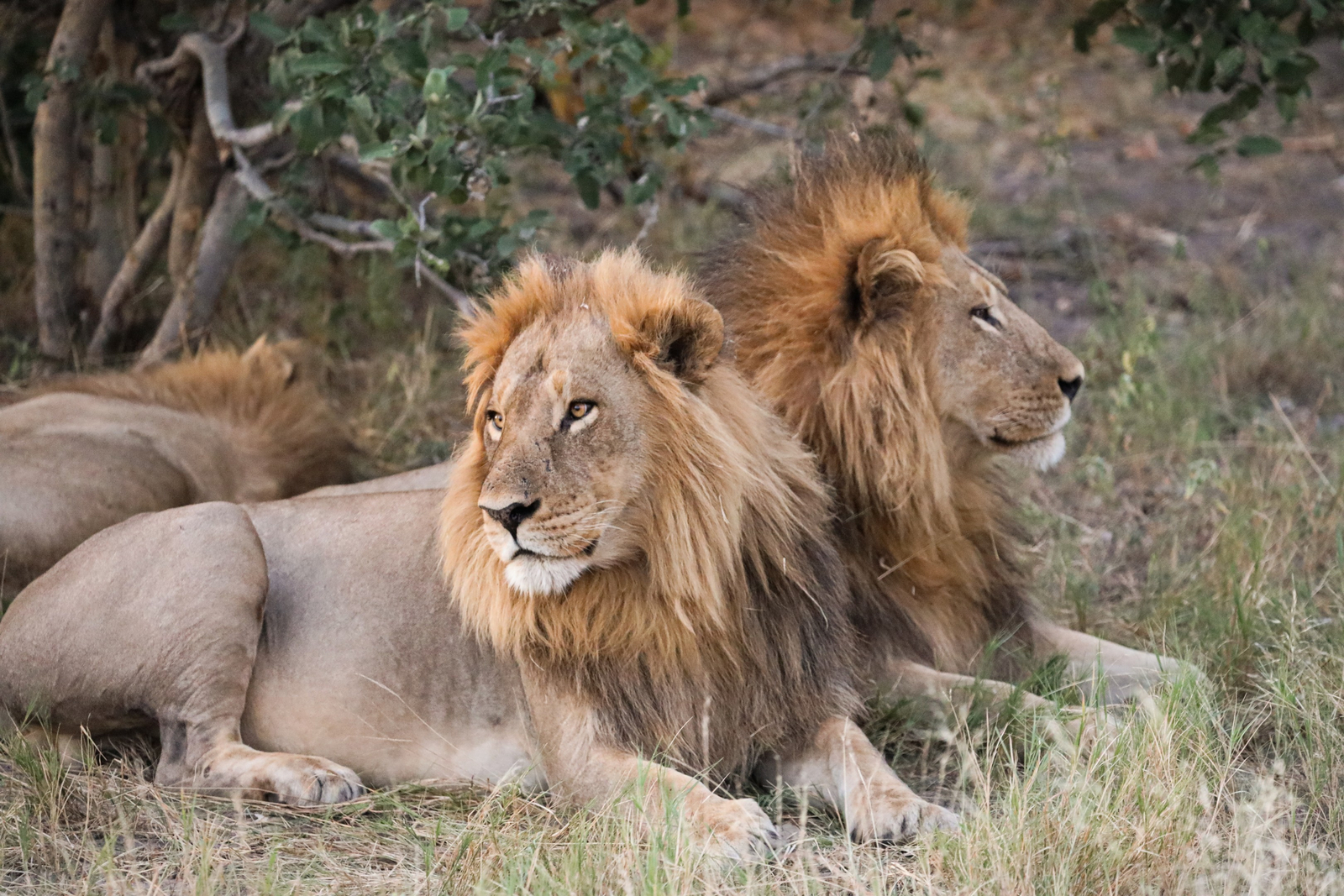 The Dhow Suite at Zarafa The Dhow Suite at Zarafa: Löwenbrüder