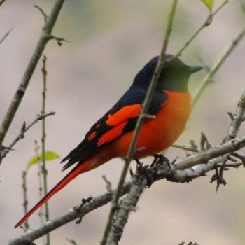 The Wildflower Resort The Wildflower Resort: Scharlachmennigvogel