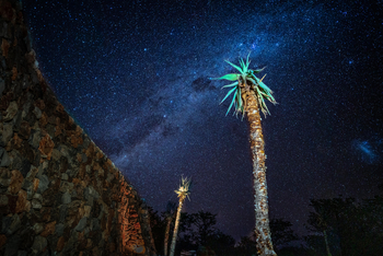 Anderssons at Ongava: Sternenhimmel und Sukkulenten