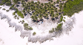 Astove Coral House: Palmenhain