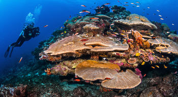 Astove Coral House: Tauchgang