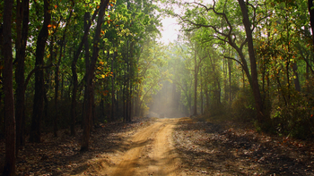 Bagh Villas: Früher Morgen in Kanha
