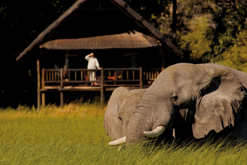 Belmond Khwai River Lodge: Elefantenbeobachtung