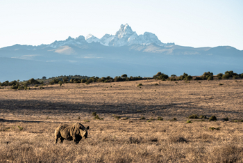 Borana Lodge Borana Lodge: Nashorn in trockenem Gras