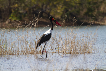 Bumi Hills Safari Lodge: Sattelstorch