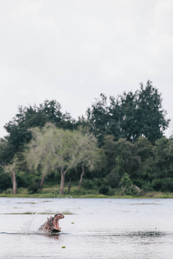 Chilo Ivory Trail Adventure: Nilpferdrachen