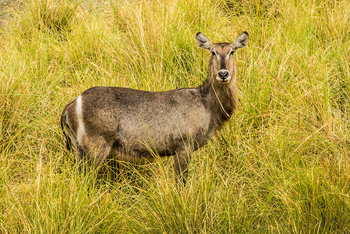 Chundukwa River Lodge: Wasserbock