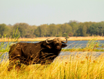 Classic Zambia Safaris Classic Zambia Safaris: Büffel