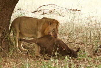 Tusk and Mane Safaris Tusk and Mane Safaris: Löwe mit Büffelkalb