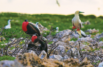 Cosmoledo Eco Camp: Fregattvögel und Rotfußtölpel