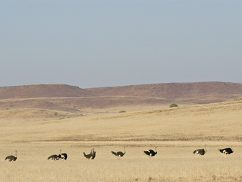 Desert Rhino Camp Desert Rhino Camp: Strauße im Grasland