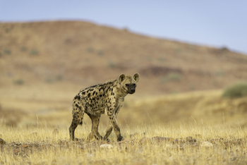 Desert Rhino Camp Desert Rhino Camp: Tüpfelhyäne