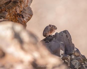 Drenmo Lodge Drenmo Lodge: Ladakh Pika - Zabra