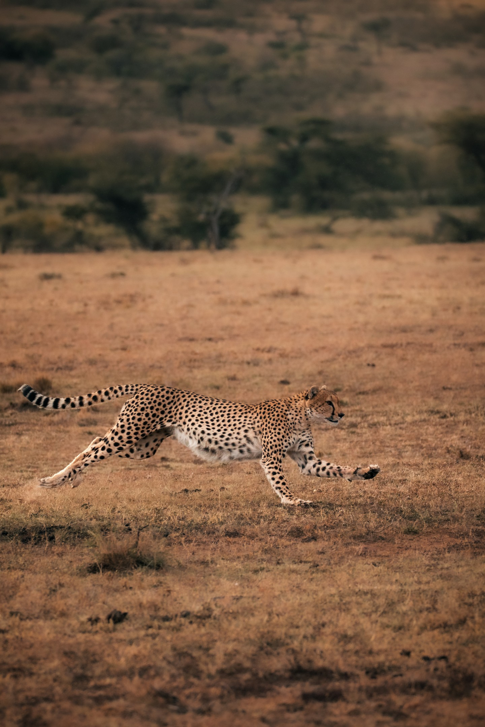 Elewana Loisaba Tented Camp Elewana Loisaba Tented Camp: Gepard