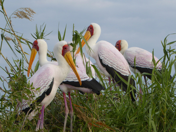 Ichingo Chobe River Lodge: Nimmersatt-Störche