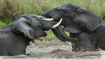 Ila Safari Lodge Ila Safari Lodge: Rangelnde Elefanten