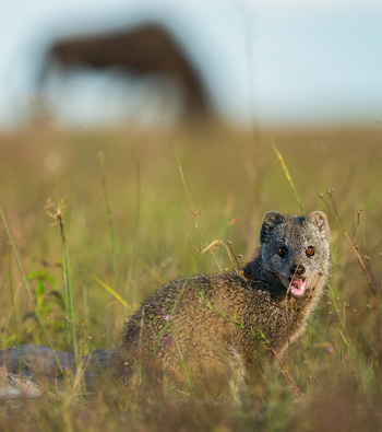 King Lewanika Lodge: Ichneumon