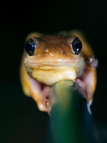 Koroi Forest Camp: Frosch von vorne