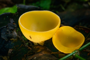 Koroi Forest Camp: Zitronengelbe Reisigbecherchen