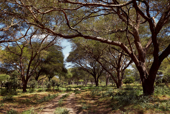 Laba Jongomero: Blick in die umliegende Natur