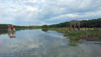 Lake Manze Camp: Elefant und Kuhreiher