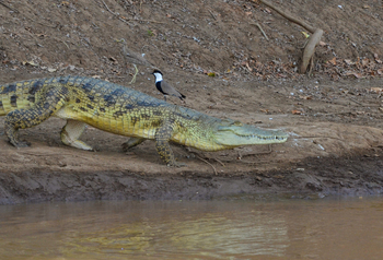 Lale's Camp: Krokodil und Lapwing