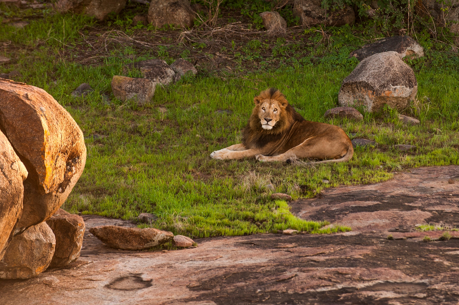 Legendary Mwiba Lodge: Löwe