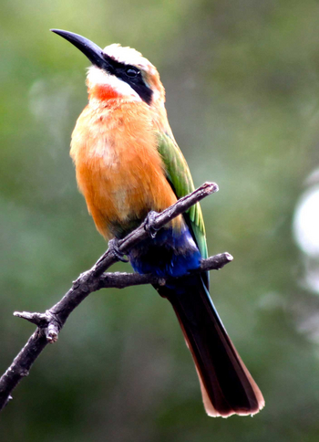 Lianshulu Lodge Lianshulu Lodge: Weißstirnspint