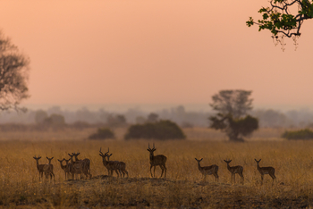 Luambe Camp: Impalas