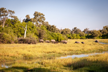 Machaba Camp: Elefantenherde