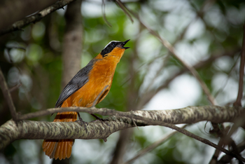 Mara Toto Tree Camp: Weißscheitelrötel - Snowy Crowned Robin